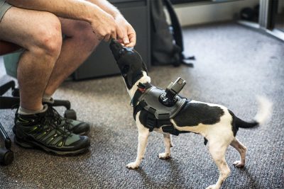 Dogs | Round the Office Roundup